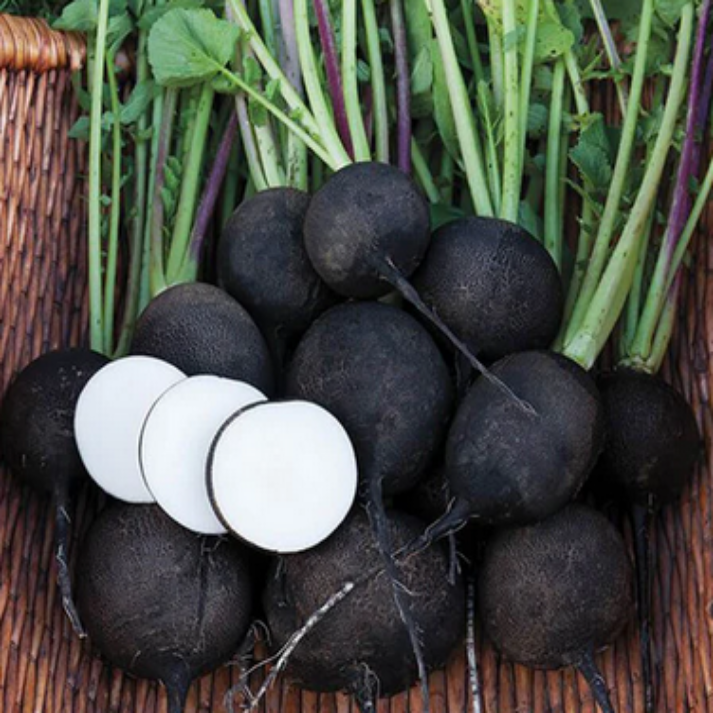 Raphanus Sativus ,Heirloom Black Spanish Round Radish - 50 Seeds Pack