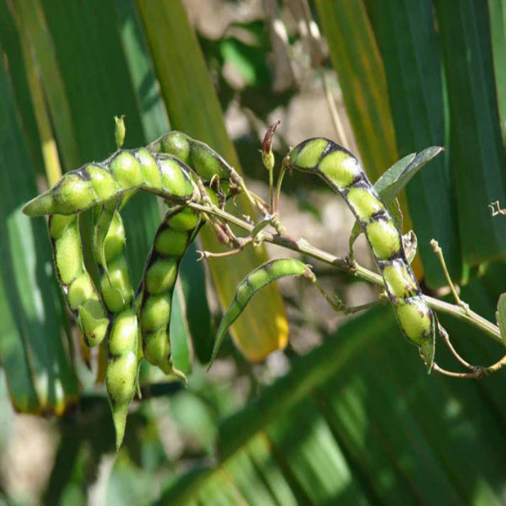 Cajanus Cajan , Pigeon Pea - 100 Seeds Pack
