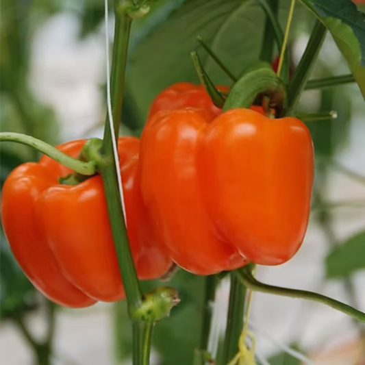 Capsicum Annuum , Orange Bell Pepper - 50 Seeds