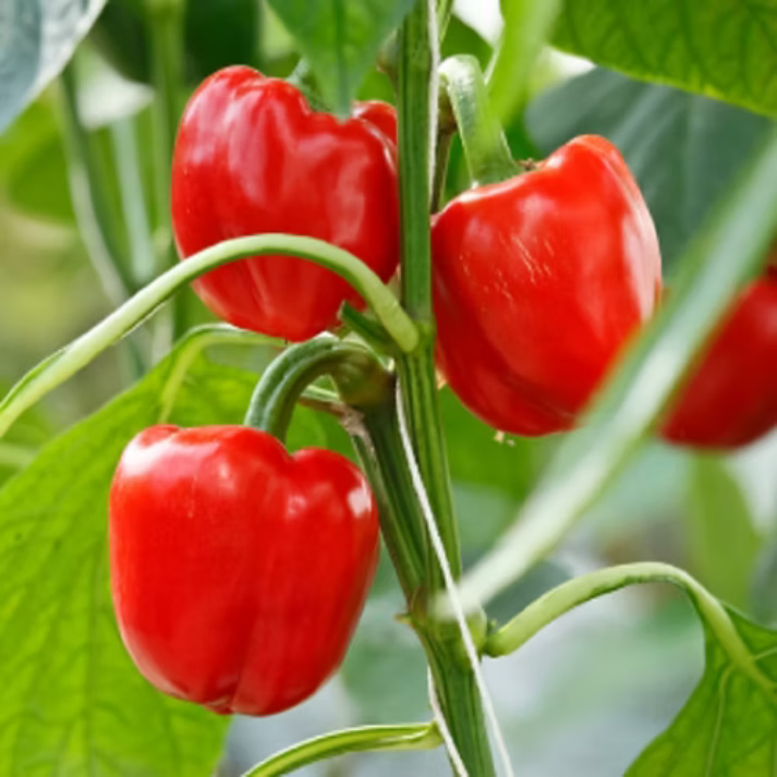 Capsicum Annuum , Red Wonder Pepper - 100 Seeds