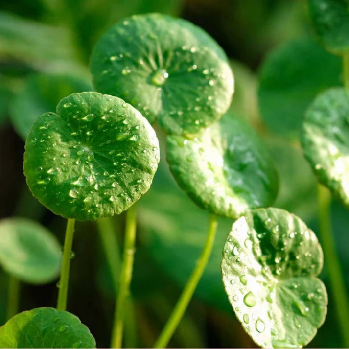 Centella Asiatica , Gotu Kola - 250 Seeds Pack