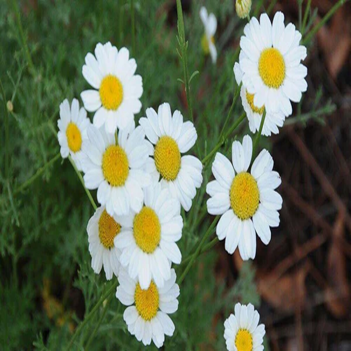 Chrysanthemum Cinerariaefolium , Dalmatian Chrysanthemum- 500 Seeds Pack
