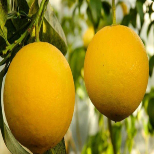 Citrus Grandis , Pomelo - 15 Seeds Pack