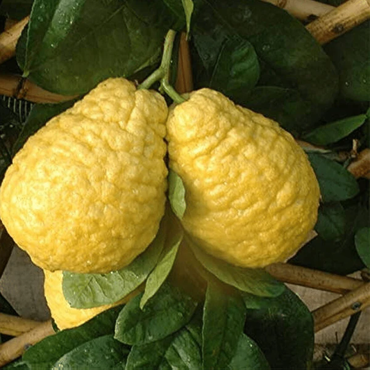Citrus Medica , Cedrat - 20 Seeds Pack