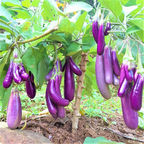 Non Hybrid Purple Cluster Brinjal - 200  Seeds Pack