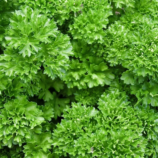 Curly Kale, Scotch Kale - 50 Seeds Pack