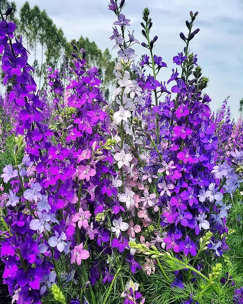 Delphinium Consolida Giant Imperial Mix - 100 Seeds