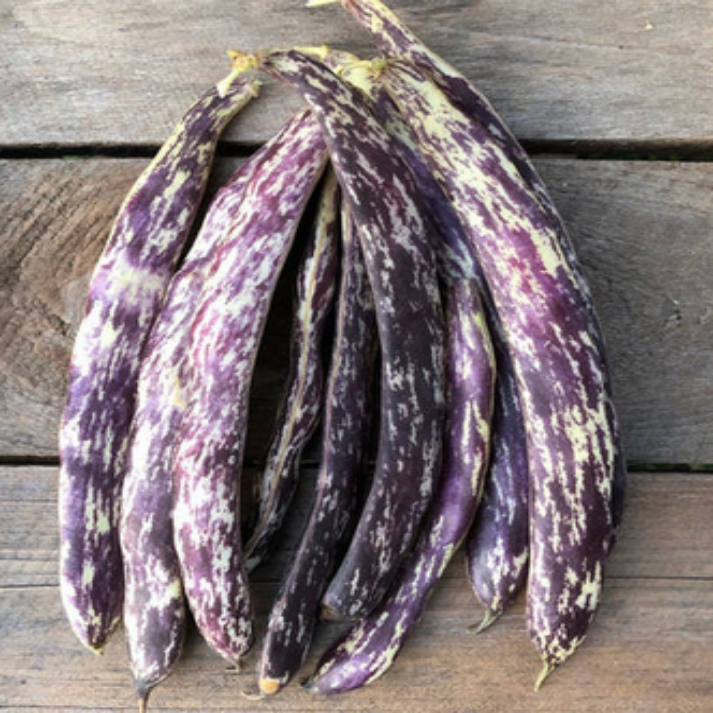 Bush bean , Dragon Tongue , Non Gmo, Heirloom  - 25 Seeds Pack