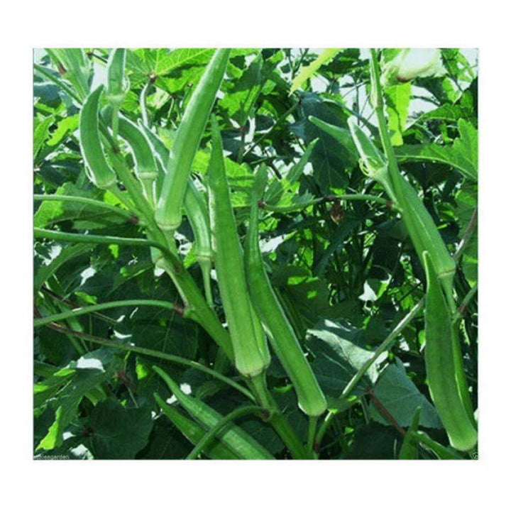Non Hybrid Forest Okra - 50 Seeds Pack