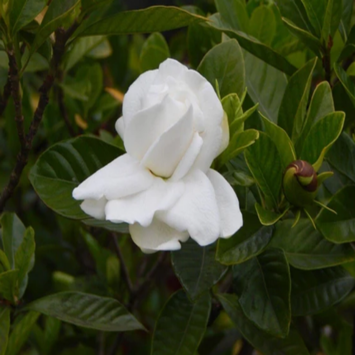 Gardenia Jasminoides , Cape Jasmine - 100 Seeds Pack