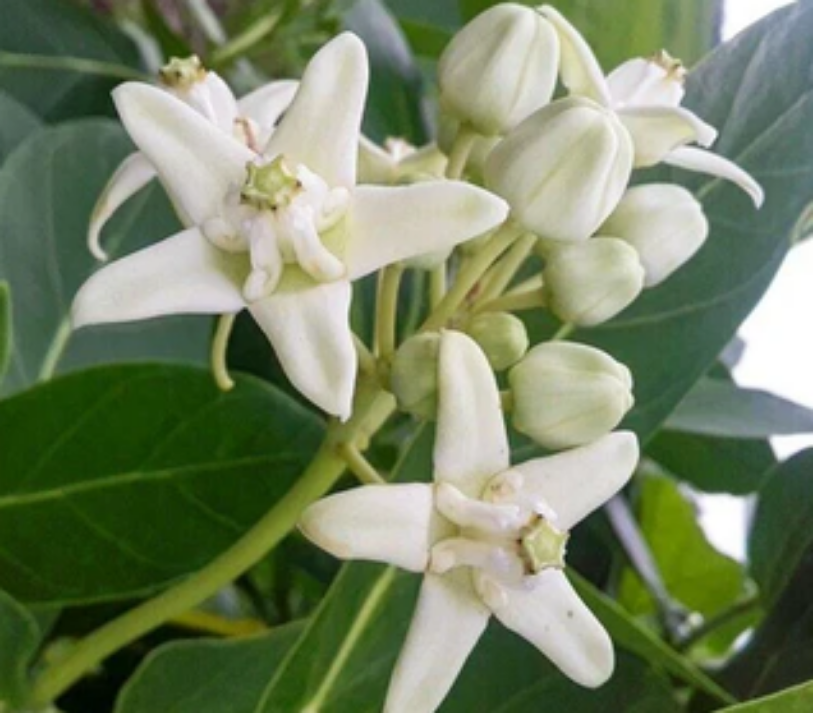 Calotropis Gigantea , Giant Calotrope - 25 Seeds Pack