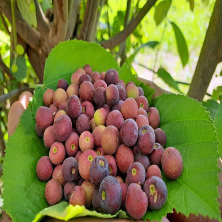 Grewia Asiatica  ,Phalsa - 25 Seeds Pack