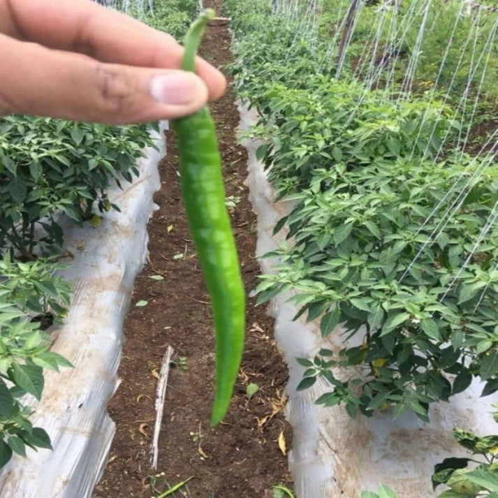 Non Hybrid Chilli Long Green Variety - 100 Seeds Pack