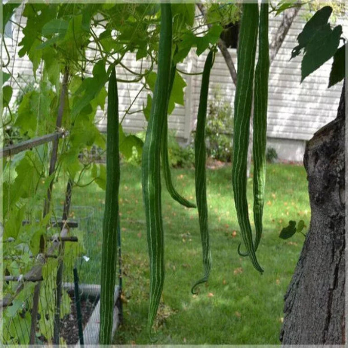 Open Pollinated Long Snake Gourd , Padwal - 20 Seeds Pack