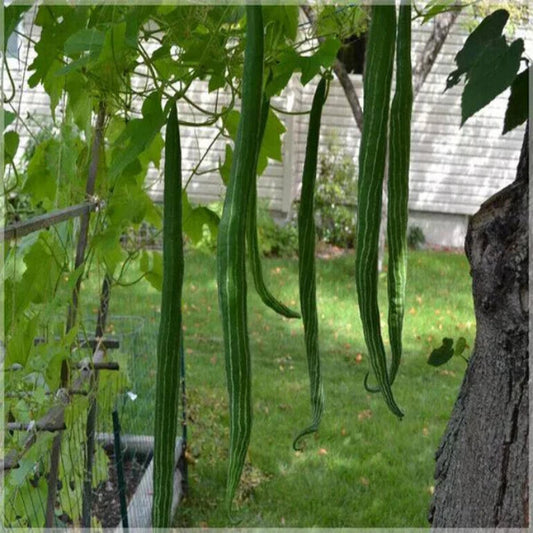 Open Pollinated Long Snake Gourd , Padwal - 20 Seeds Pack