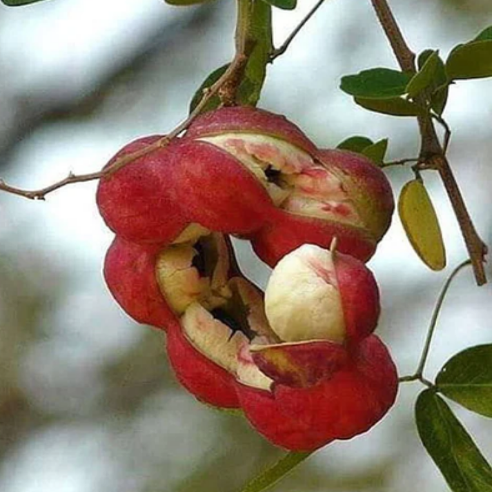 Pithecelobium Dulce , Madras Thorn - 25 Seeds Pack