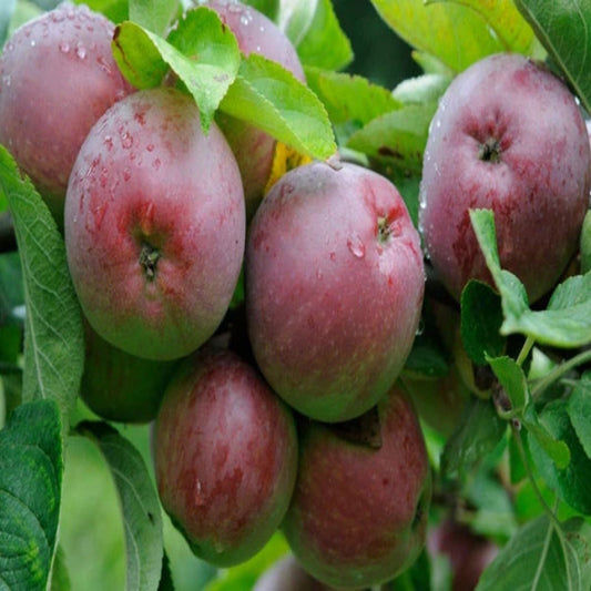 Malus Domestica , Apple Seeds - 50  Seeds Pack