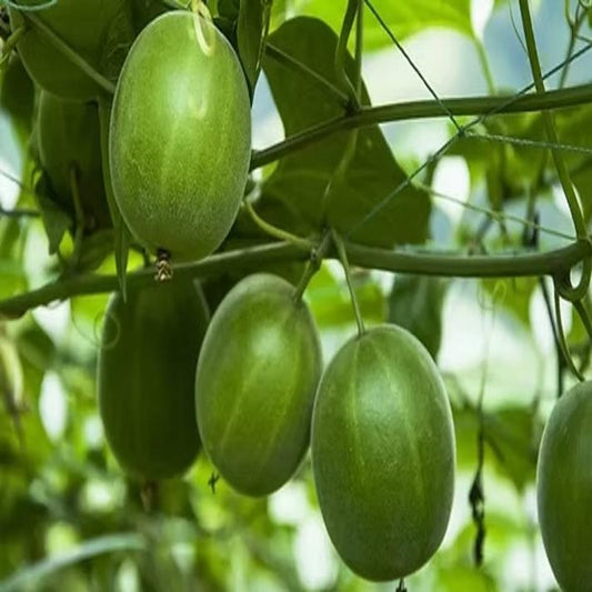 Siraitia Grosvenorii (Monk Fruit ) - 5 Seeds