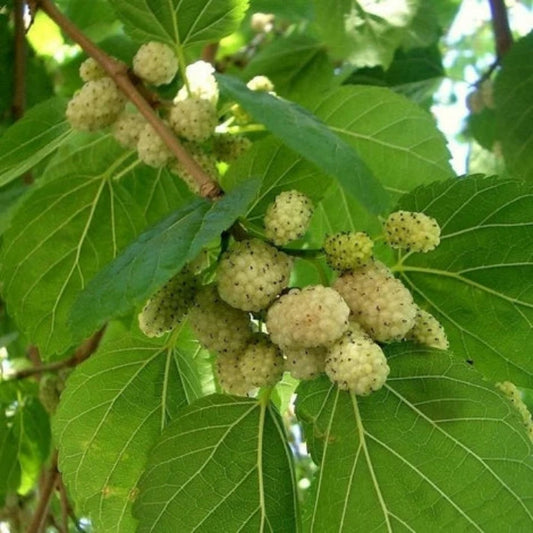 Morus Alba , White Mulberry -  100 Seeds Pack