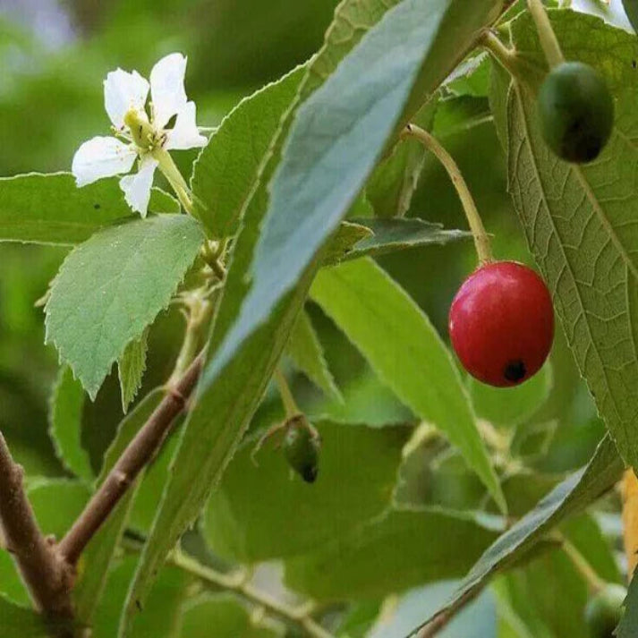 Muntingia calabura , Jamaican Cherry - 100 Seeds Pack