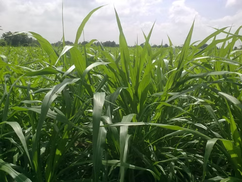 Napier Grass ( Elephant Grass ) - 75 Seeds Pack