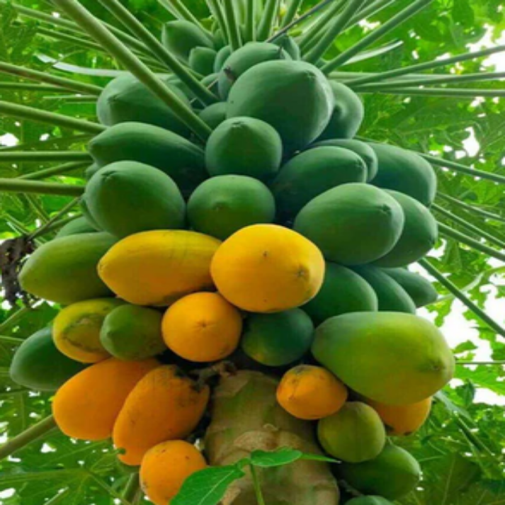 Carica Papaya, Papaya - 100 Seeds Pack