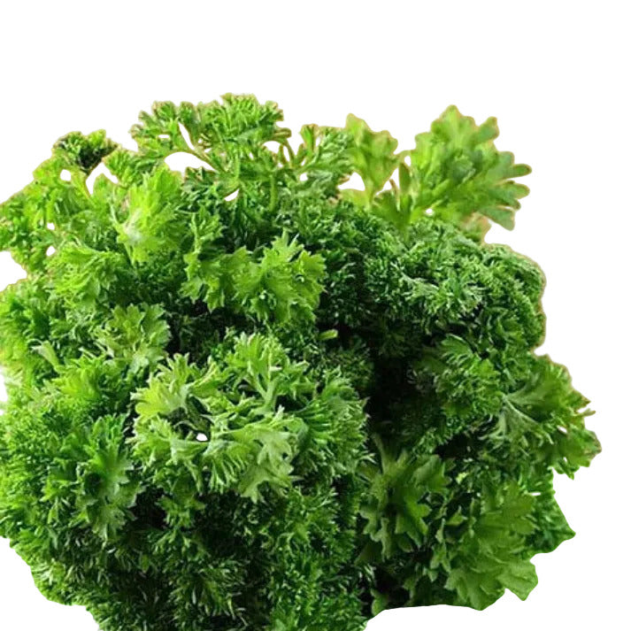 Curled Parsley, Curly Parsley - 50 Seeds Pack