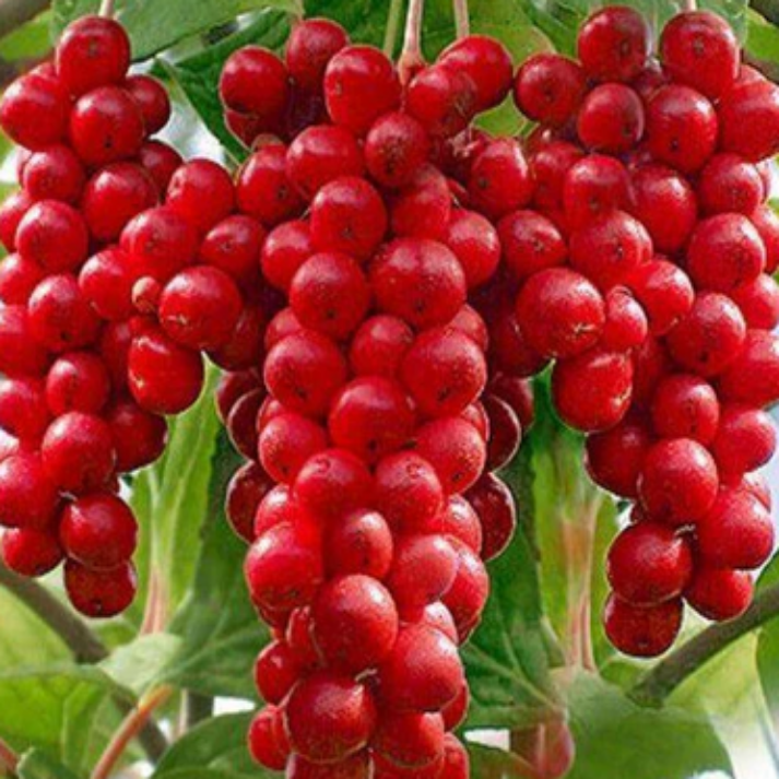 Schisandra Chinensis , Wu Wei Zi -25 Seeds Pack