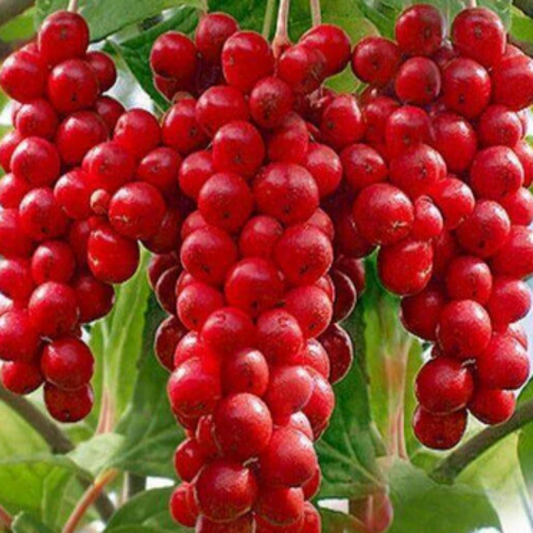 Schisandra Chinensis , Wu Wei Zi -25 Seeds Pack