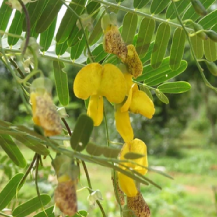 Sesbania Sesban , Egyptian Pea - 60 Seeds Pack