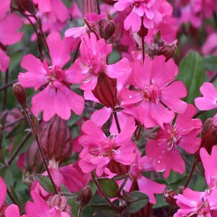 Silene Pendula , Nodding Catchfly - 10 Seeds Pack