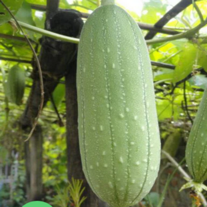 Sponge Gourd , Open Pollinated , Non GMO- 25 Seeds