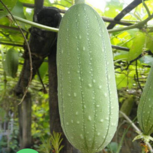 Sponge Gourd , Open Pollinated , Non GMO- 25 Seeds