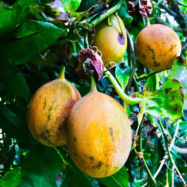 Passiflora Ligularis , Sweet Passion Fruit - 20 Seeds Pack