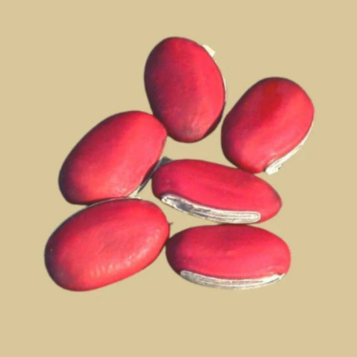 Canavalia Gladiata , Sword Bean - 15 Seeds Pack