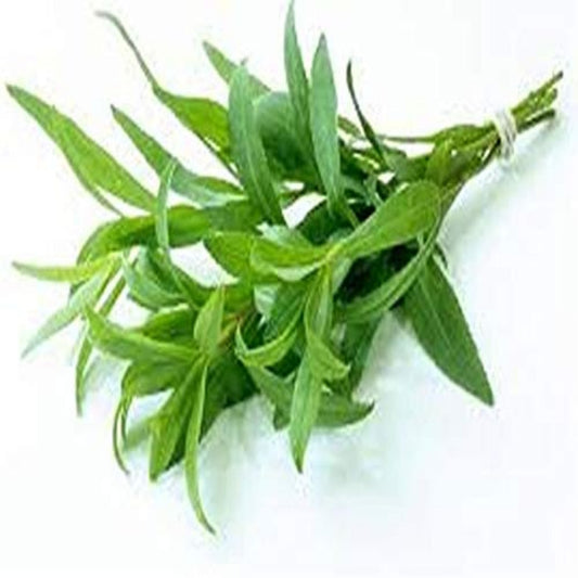 Tarragon , Artemisia Dracunculus - 50 Seeds Pack