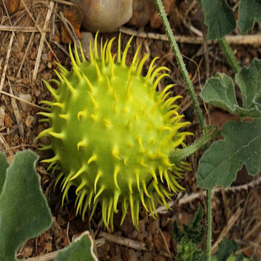 Cucumis Zeyheri , Spiny Cucumber - 20 Seeds Pack